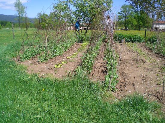 Notre potager BIO