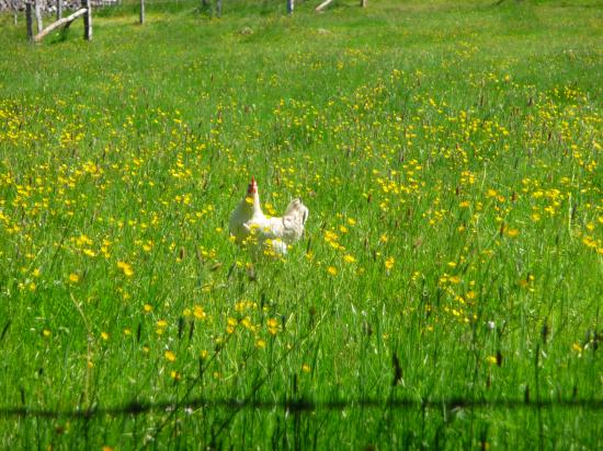 une poule au milieu des boutons d'or