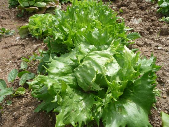 SALADE CROQUANTE