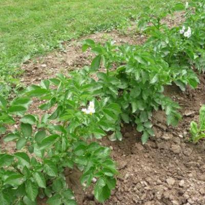 POTAGER ET JARDIN