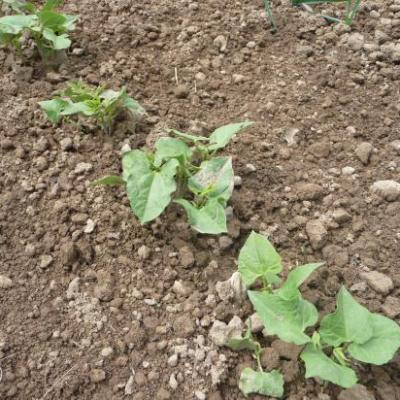 HARICOTS